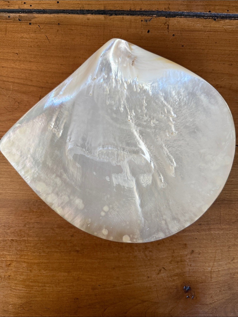 Natural Mother of Pearl Shell Dish - Iridescent White